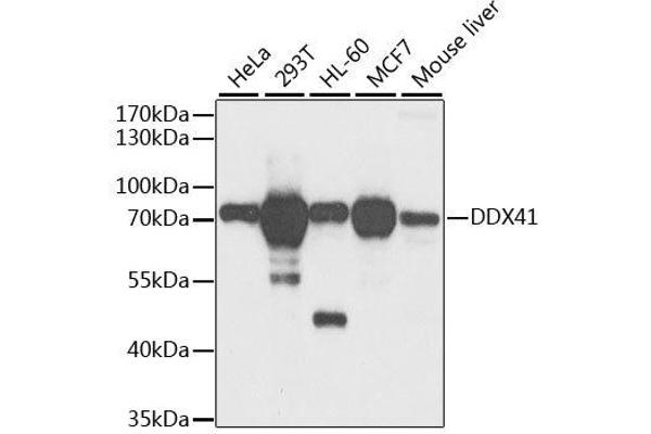 DDX41 Antikörper  (AA 1-300)