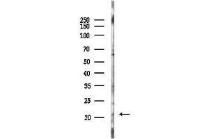Western blot analysis of lysates from  cells(heat-shock,45 min treatment), using FNDC5 Antibody at 1/1000 dilution.