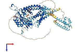 PKD2L1 Protein (AA 1-805) (His tag)