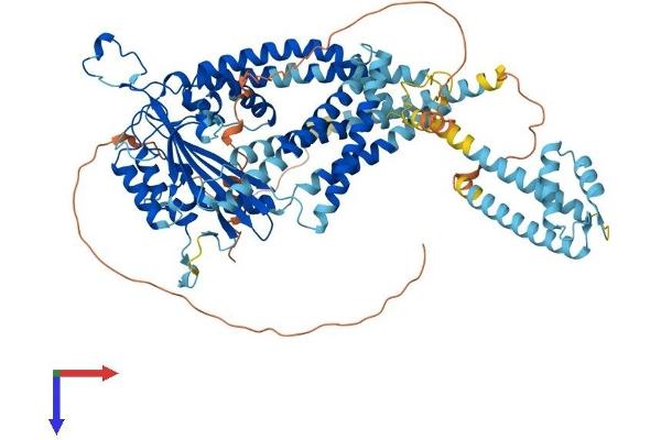 PKD2L1 Protein (AA 1-805) (His tag)