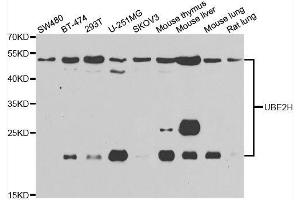 Western blot analysis of extracts of various cell lines, using UBE2H antibody. (UBE2H Antikörper  (AA 1-183))