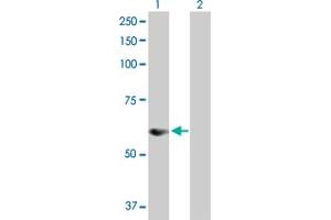 Western Blot analysis of SNX25 expression in transfected 293T cell line by SNX25 MaxPab polyclonal antibody. (SNX25 Antikörper  (AA 1-483))
