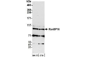 Western Blotting (WB) image for anti-Exportin 7 (XPO7) (AA 1-50) antibody (ABIN7452835)