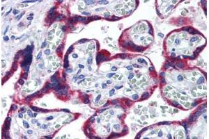 Human Placenta (formalin-fixed, paraffin-embedded) stained with HSP90B1 antibody ABIN290247 at 10 ug/ml followed by biotinylated goat anti-rabbit IgG secondary antibody ABIN481713, alkaline phosphatase-streptavidin and chromogen. (GRP94 Antikörper  (AA 590-640))
