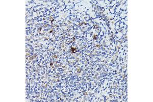 Immunohistochemistry of paraffin-embedded human tonsil using Cathepsin G Rabbit pAb (ABIN6127687, ABIN6139229, ABIN6139231 and ABIN6221273) at dilution of 1:50 (40x lens). (Cathepsin G Antikörper  (AA 21-255))