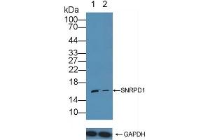 Knockout Varification: Lane 1: Wild-type Jurkat cell lysate, Lane 2: SNRPD1 knockout Jurkat cell lysate, Predicted MW: 13kd Observed MW: 16kd Primary Ab: 1 μg/mL Rabbit Anti-Human SNRPD1 Antibody Second Ab: 0. (SNRPD1 Antikörper  (AA 1-119))