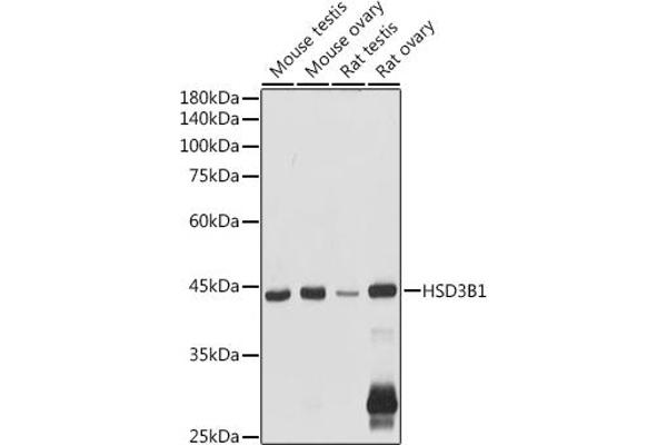 HSD3B1 Antikörper  (AA 1-290)
