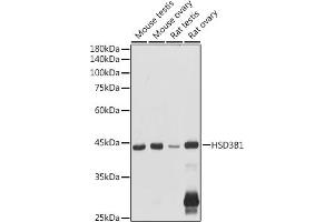 Western blot analysis of extracts of various cell lines, using HSD3B1 antibody (ABIN6131041, ABIN6142016, ABIN6142017 and ABIN6224059) at 1:1000 dilution. (HSD3B1 Antikörper  (AA 1-290))