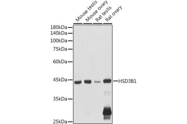 HSD3B1 抗体  (AA 1-290)