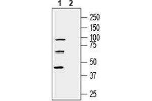 Western blot analysis of human U-87 MG glioblastoma cell line lysate: - 1. (nectin-3 Antikörper  (Extracellular, N-Term))