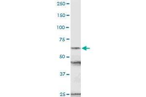 NUP54 MaxPab rabbit polyclonal antibody. (NUP54 Antikörper  (AA 1-507))