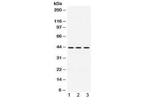 Western blot testing of 1) rat liver, 2) mouse spleen and 3) human HepG2 lysate with DHODH antibody at 0. (DHODH Antikörper  (AA 132-173))
