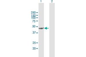Western Blot analysis of ACAD8 expression in transfected 293T cell line by ACAD8 MaxPab polyclonal antibody.