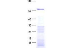 Validation with Western Blot (ZNF132 Protein (His tag))
