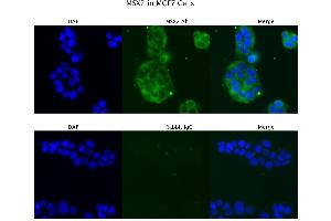 Sample Type : MCF7  Primary Antibody Dilution: 4 ug/ml  Secondary Antibody : Anti-rabbit Alexa 546  Secondary Antibody Dilution: 2 ug/ml  Gene Name : MSX2