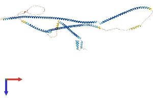 GCC1 Protein (AA 1-775) (His tag)