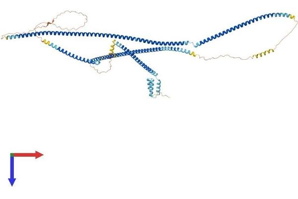 GCC1 Protein (AA 1-775) (His tag)