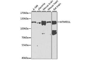 Western blot analysis of extracts of various cell lines, using MTHFD1L antibody. (MTHFD1L Antikörper  (AA 759-978))