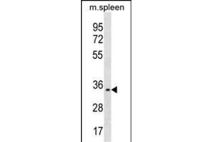 TREML1 Antibody (C-term) (ABIN1536858 and ABIN2850140) western blot analysis in mouse spleen tissue lysates (35 μg/lane). (TREML1 Antikörper  (C-Term))