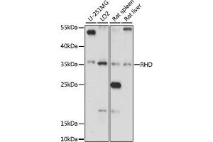 Western blot analysis of extracts of various cell lines, using RHD antibody (ABIN7269958) at 1:1000 dilution. (RHD Antikörper  (AA 150-250))