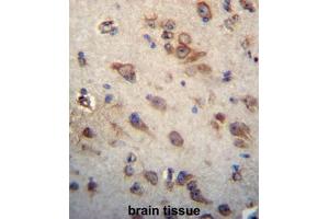 CKAP4 Antibody (C-term) immunohistochemistry analysis in formalin fixed and paraffin embedded human brain tissue followed by peroxidase conjugation of the secondary antibody and DAB staining.