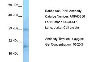Western Blotting (WB) image for anti-Peptidylprolyl Cis/trans Isomerase, NIMA-Interacting 1 (PIN1) (N-Term) antibody (ABIN2789425)