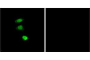 Immunofluorescence (IF) image for anti-Insulin Receptor Substrate 1 (IRS1) (pSer307) antibody (ABIN2888447) (IRS1 Antikörper  (pSer307))