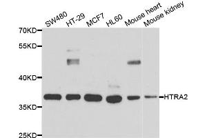 Western blot analysis of extracts of various cell lines, using HTRA2 antibody (ABIN5973384) at 1/1000 dilution. (HTRA2 Antikörper)