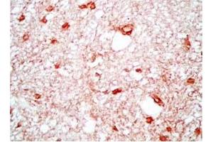 Rat brain tissue was stained by Rabbit Anti-Neuropeptide S, Prepro (23-67)  (Mouse) Antibody (NPS Antikörper  (Preproprotein))