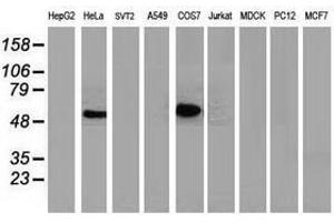 Image no. 3 for anti-Tumor Protein P53 (TP53) antibody (ABIN1499967) (p53 Antikörper)