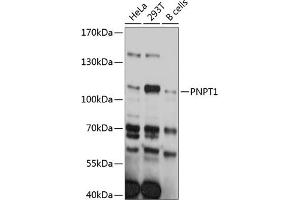 Western blot analysis of extracts of various cell lines, using PNPT1 antibody (ABIN6129746, ABIN6145862, ABIN6145863 and ABIN6215368) at 1:3000 dilution. (PNPT1 Antikörper  (AA 1-260))