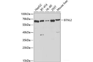 Western blot analysis of extracts of various cell lines using BTNL2 Polyclonal Antibody at dilution of 1:1000. (BTNL2 Antikörper)