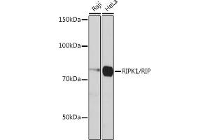 Western blot analysis of extracts of various cell lines, using RIPK1/RIP antibody (ABIN7269886) at 1:1000 dilution. (RIPK1 Antikörper)