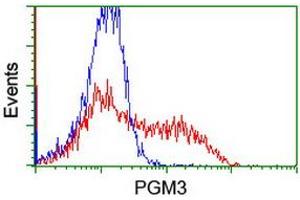 HEK293T cells transfected with either RC201522 overexpress plasmid (Red) or empty vector control plasmid (Blue) were immunostained by anti-PGM3 antibody (ABIN2455864), and then analyzed by flow cytometry. (Phosphoglucomutase 3 Antikörper)