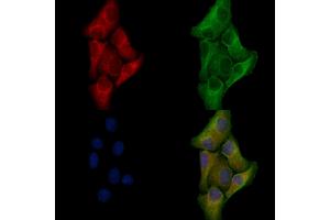 ABIN6257222 and ABIN6276028 staining Hela cells by IF/ICC. (GPR17 Antikörper  (C-Term))