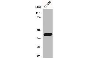 Western Blot analysis of COLO205 cells using ORCTL2 Polyclonal Antibody (ORCTL-2/SLC22A18 Antikörper  (C-Term))