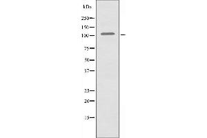 Western Blotting (WB) image for anti-Collagen, Type VI, alpha 2 (COL6A2) (Internal Region) antibody (ABIN6257110)