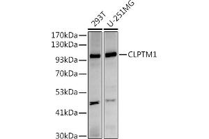 Western blot analysis of extracts of various cell lines, using (ABIN7266413) at 1:500 dilution. (CLPTM1 Antikörper)