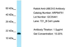 Western Blotting (WB) image for anti-Ubiquitin-Conjugating Enzyme E2 Variant 2 (UBE2V2) (N-Term) antibody (ABIN2789950) (UBE2V2 Antikörper  (N-Term))