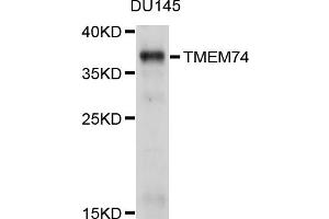Western blot analysis of extracts of DU145 cells, using TMEM74 antibody (ABIN4905440) at 1:1000 dilution. (TMEM74 Antikörper)