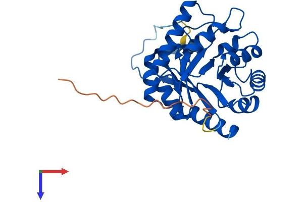 CUTC Protein (AA 1-273) (His tag)