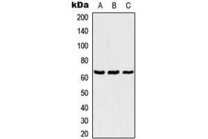 Western blot analysis of TBX18 expression in Jurkat (A), NIH3T3 (B), PC12 (C) whole cell lysates. (T-Box 18 Antikörper  (Center))