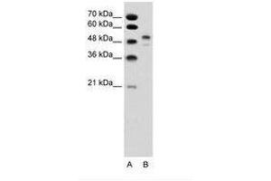 Image no. 1 for anti-POU Class 3 Homeobox 2 (POU3F2) (AA 201-250) antibody (ABIN6736341) (POU3F2 Antikörper  (AA 201-250))