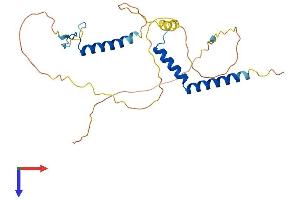 RFXAP Protein (AA 1-272) (His tag)