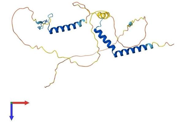 RFXAP Protein (AA 1-272) (His tag)