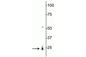 Western blot of rat heart lysate showing specific labeling of the ~24 kDa RBPMS protein. (RBPMS Antikörper  (N-Term))