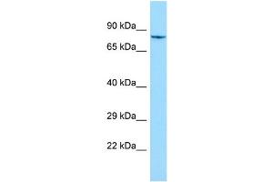 WB Suggested Anti-SHKBP1 Antibody Titration: 1. (SHKBP1 Antikörper  (N-Term))