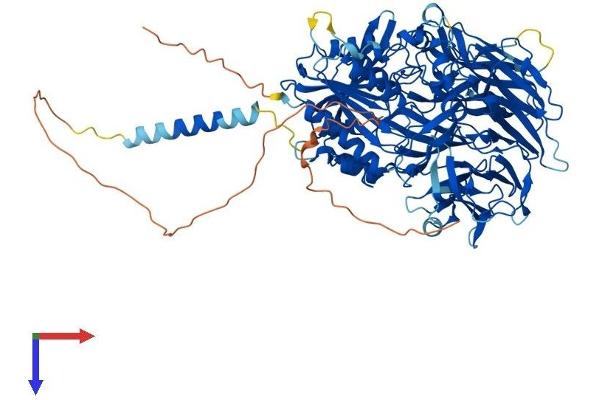 DPP6 Protein (AA 1-865) (His tag)