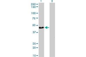 Western Blot analysis of ATP6V0D1 expression in transfected 293T cell line by ATP6V0D1 monoclonal antibody (M01), clone 2G12.