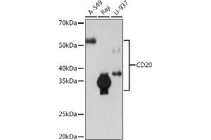 Western blot analysis of extracts of various cell lines, using CD20 Rabbit mAb (ABIN7268472) at 1:1000 dilution. (CD20 Antikörper)